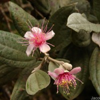 Rhodomyrtus tomentosa (Aiton) Hassk.